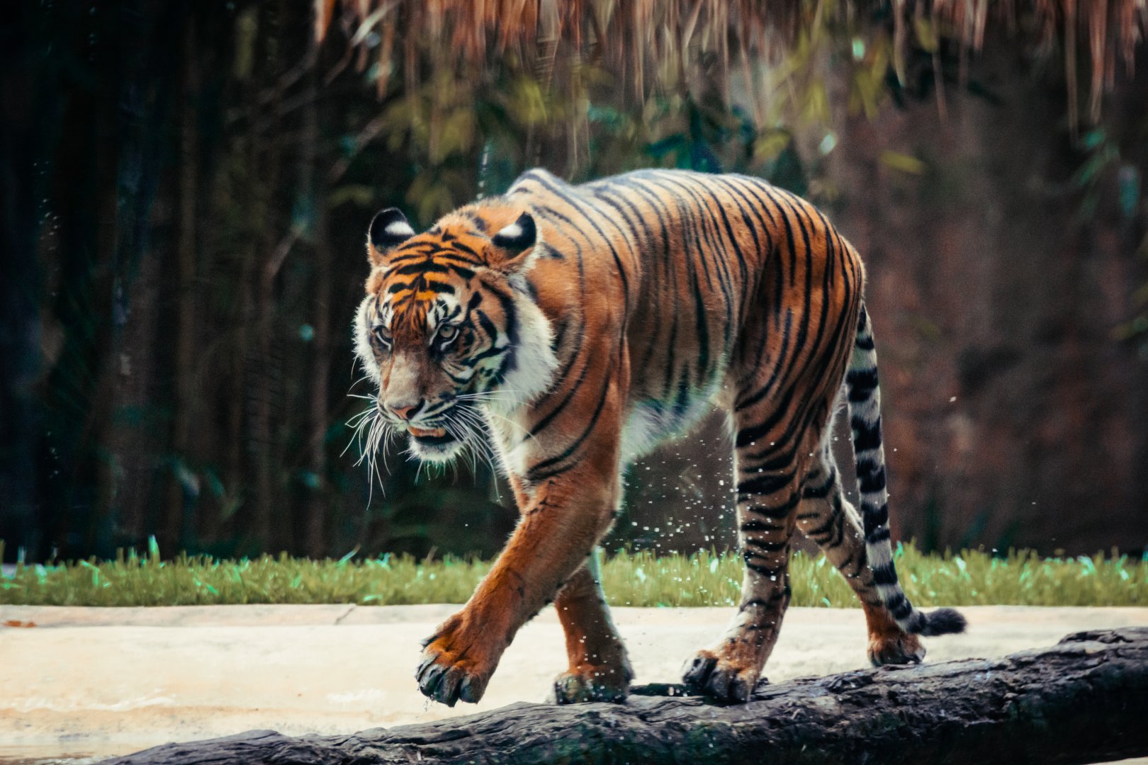 Sumatran Tiger