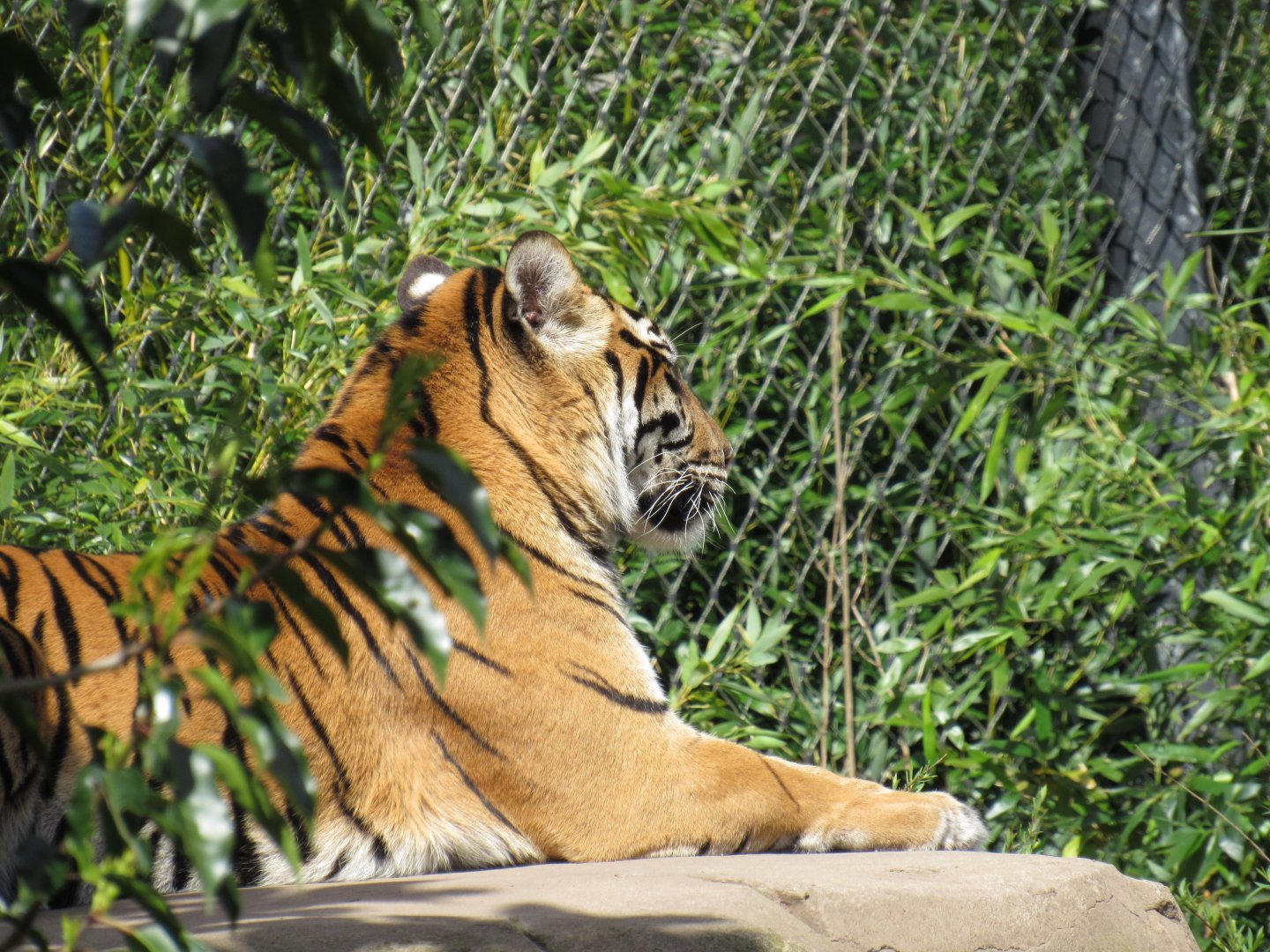 Sumatran tiger