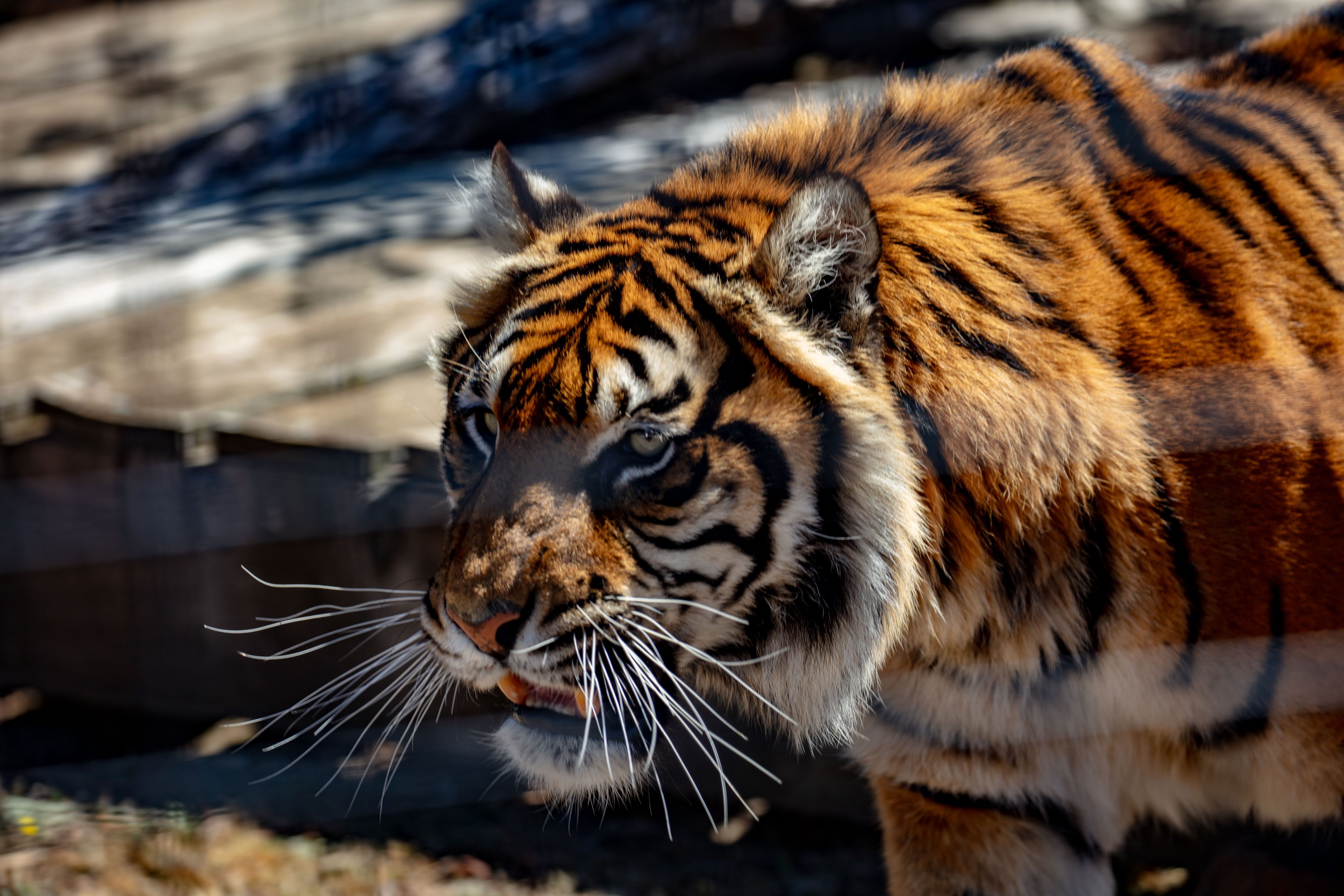Sumatran Tiger