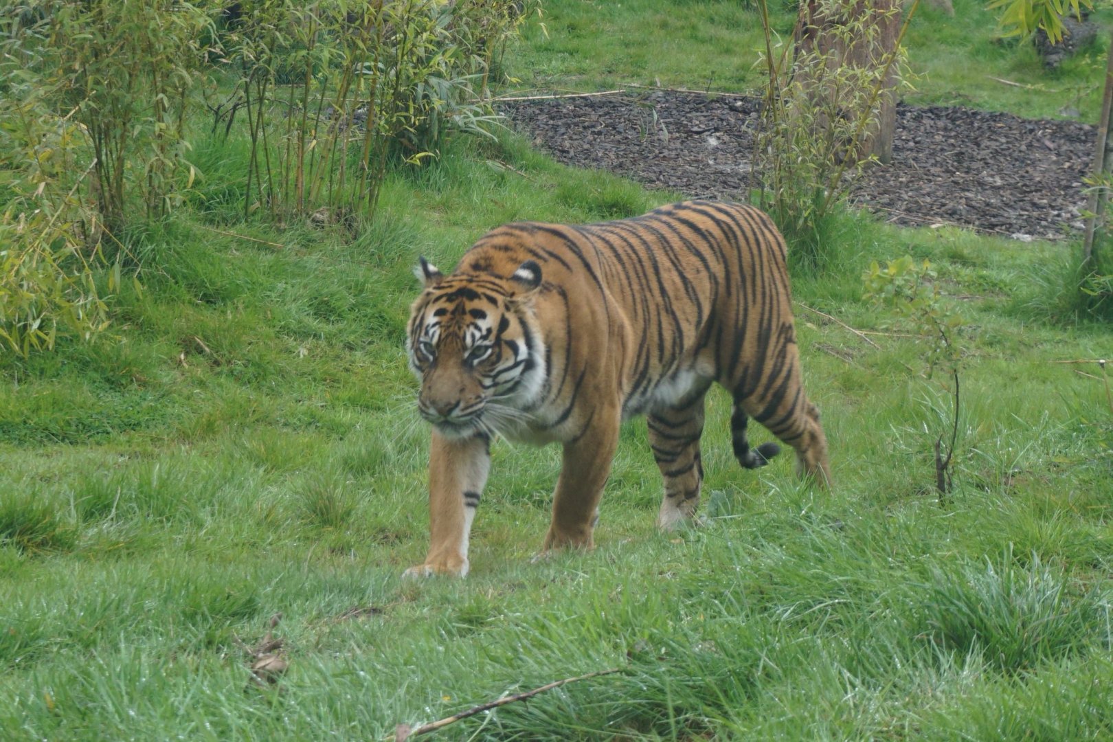 Sumatran Tiger