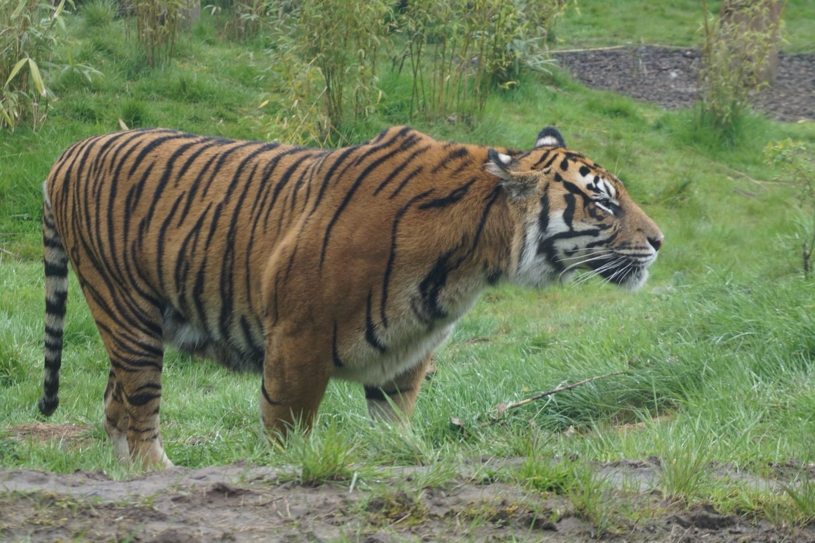 Sumatran tiger