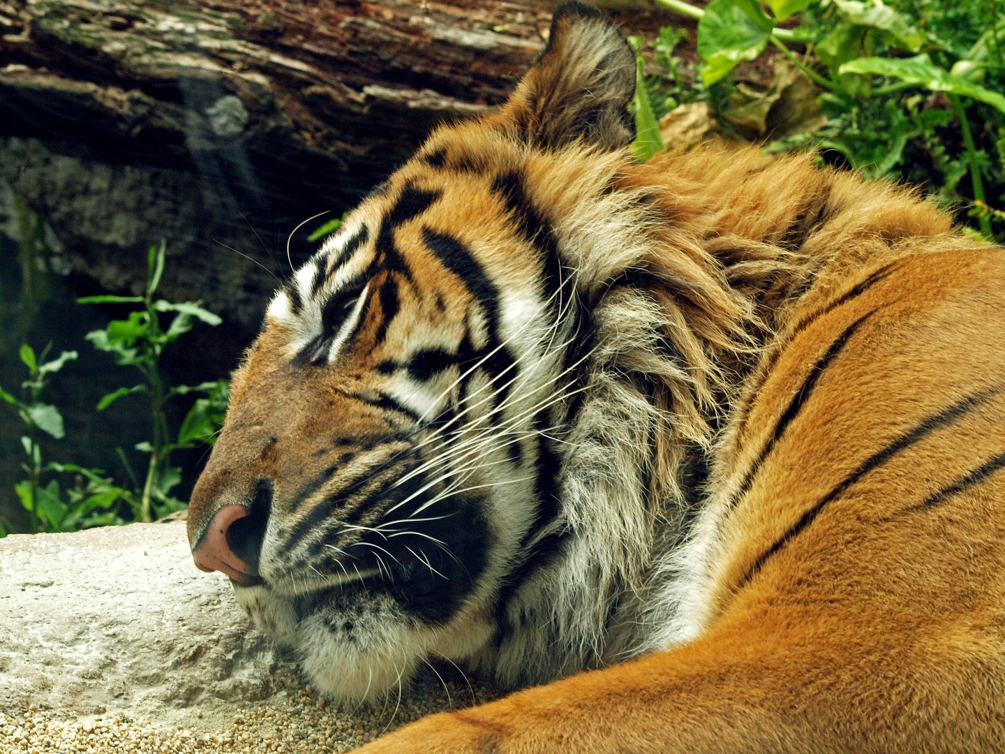 Sumatran tiger