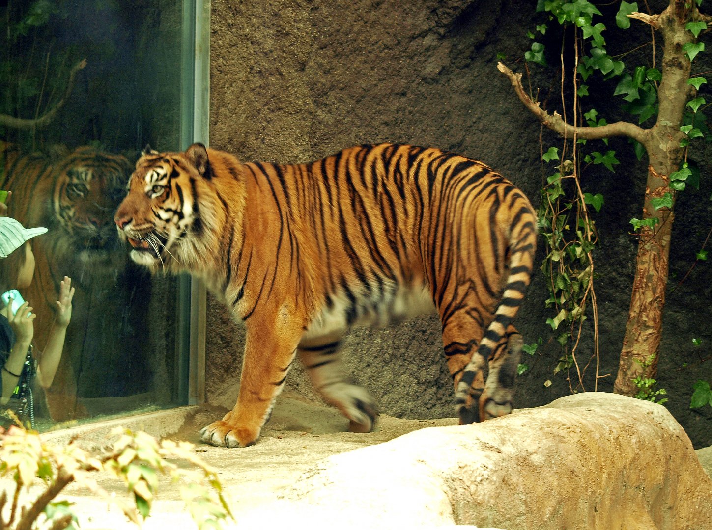 Sumatran tiger