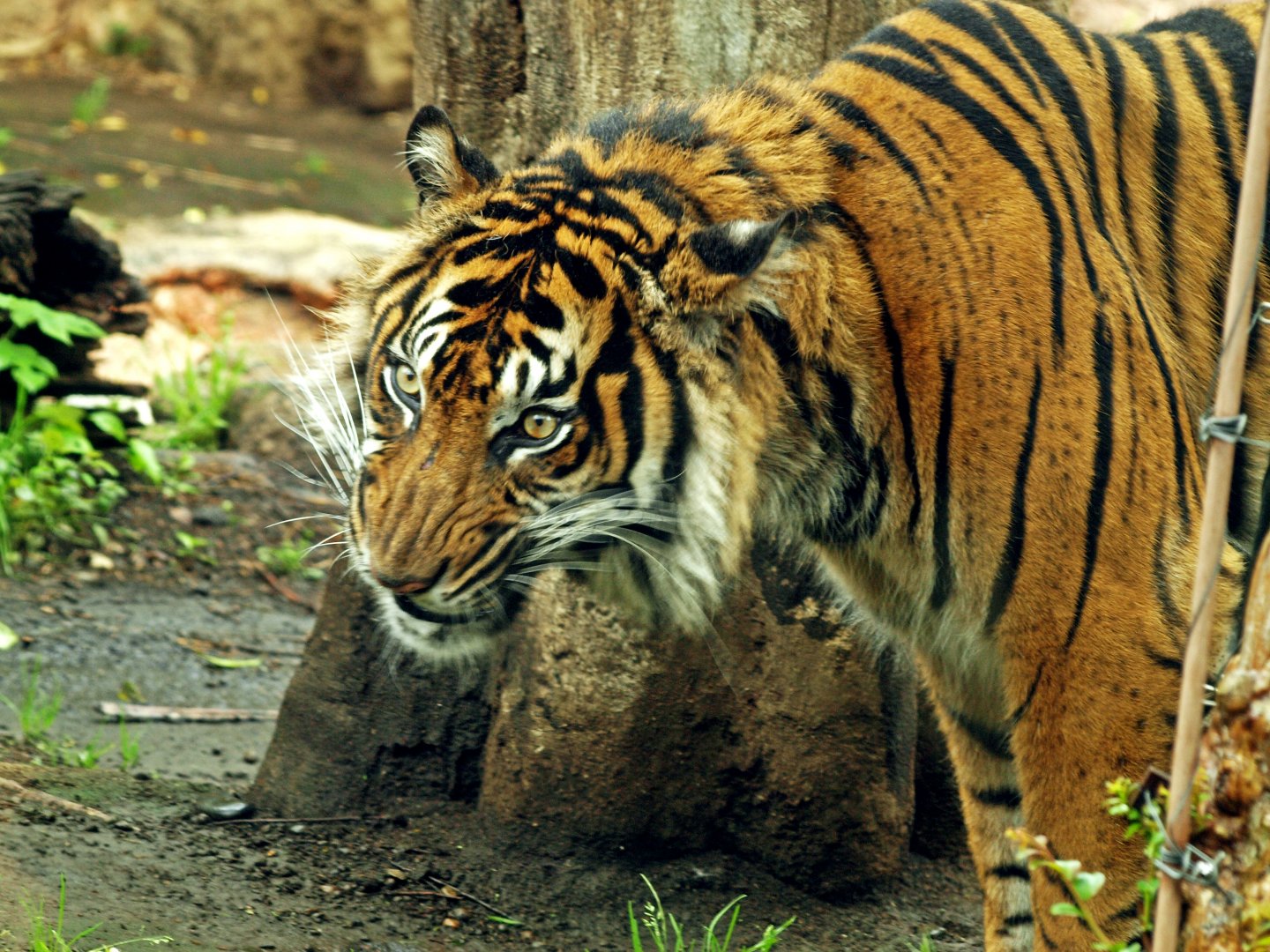 Sumatran tiger