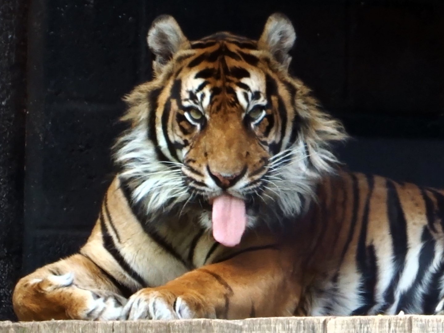 Sumatran Tiger