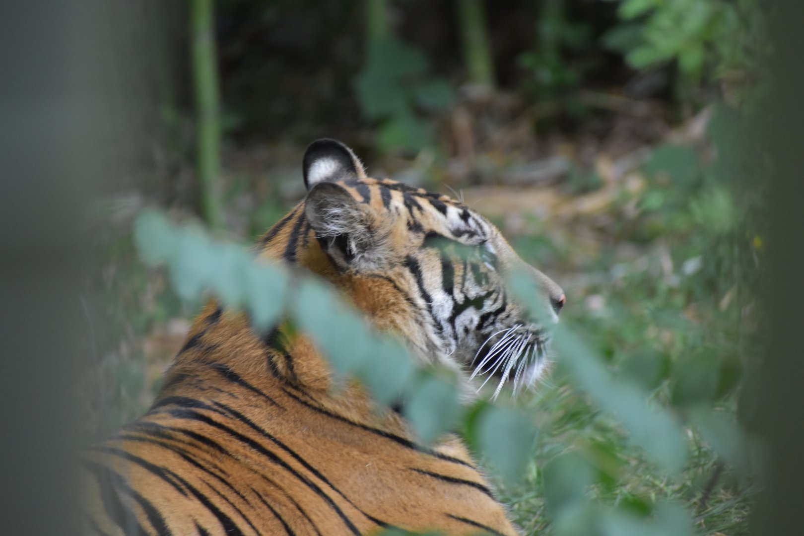 Sumatran Tiger