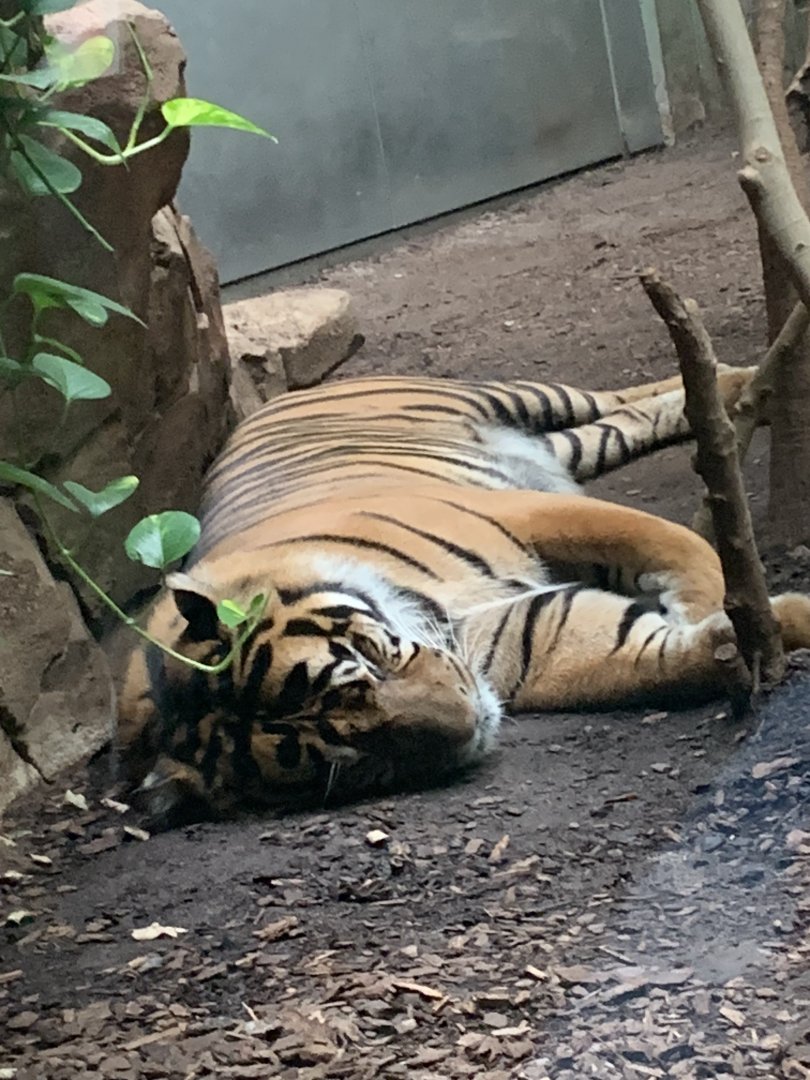 Sumatran tiger