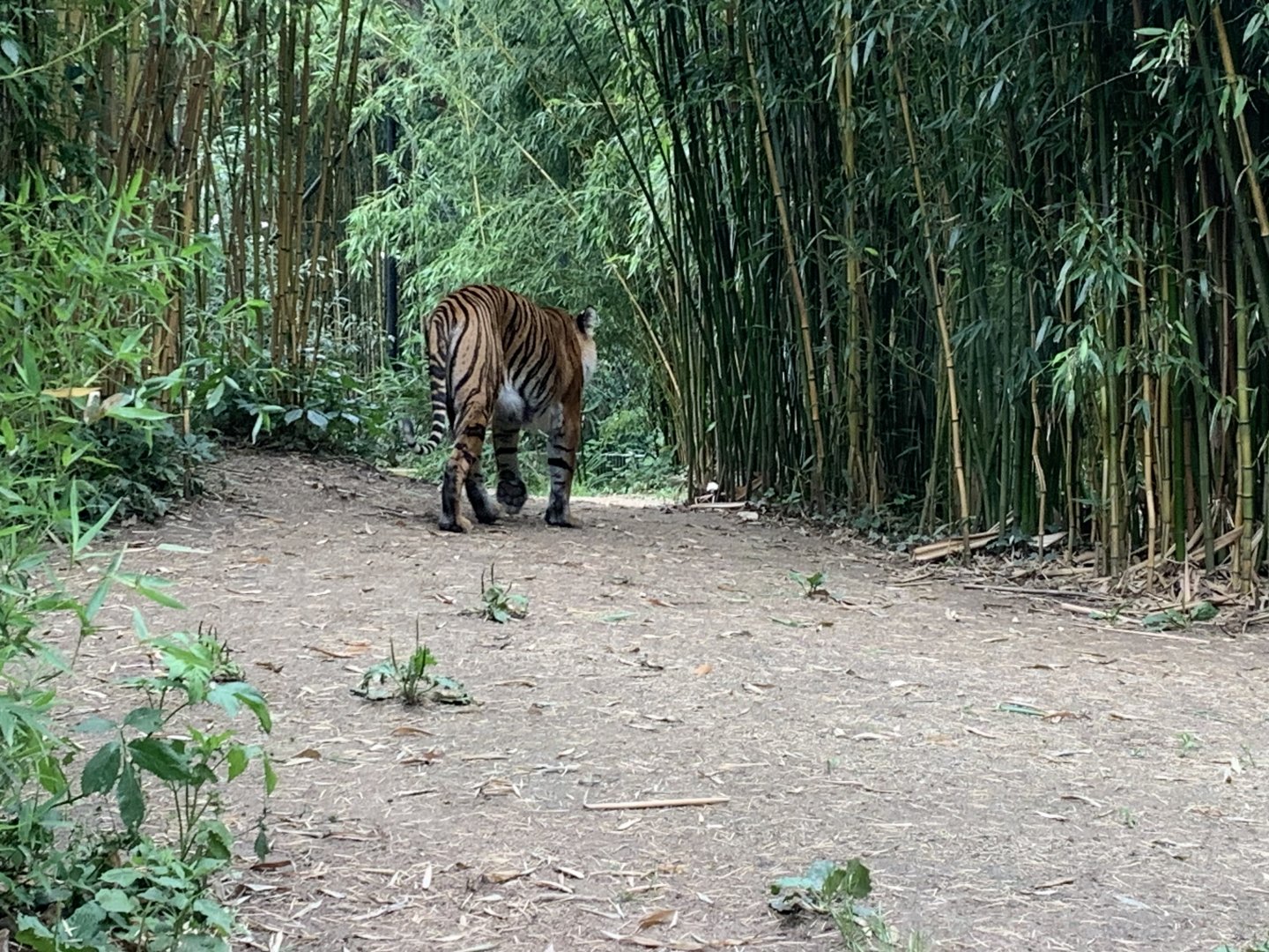 Sumatran tiger