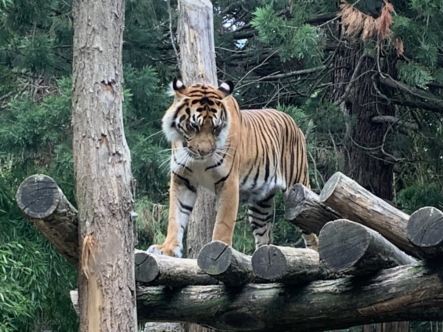 Sumatran tiger