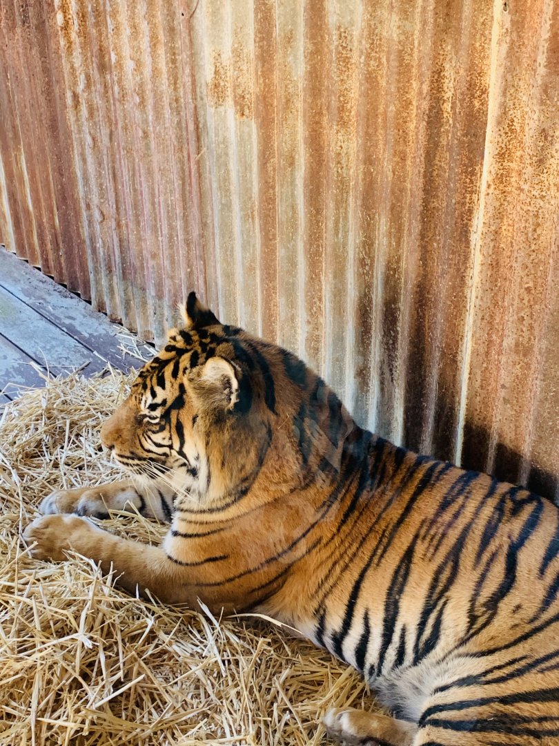 Sumatran Tiger