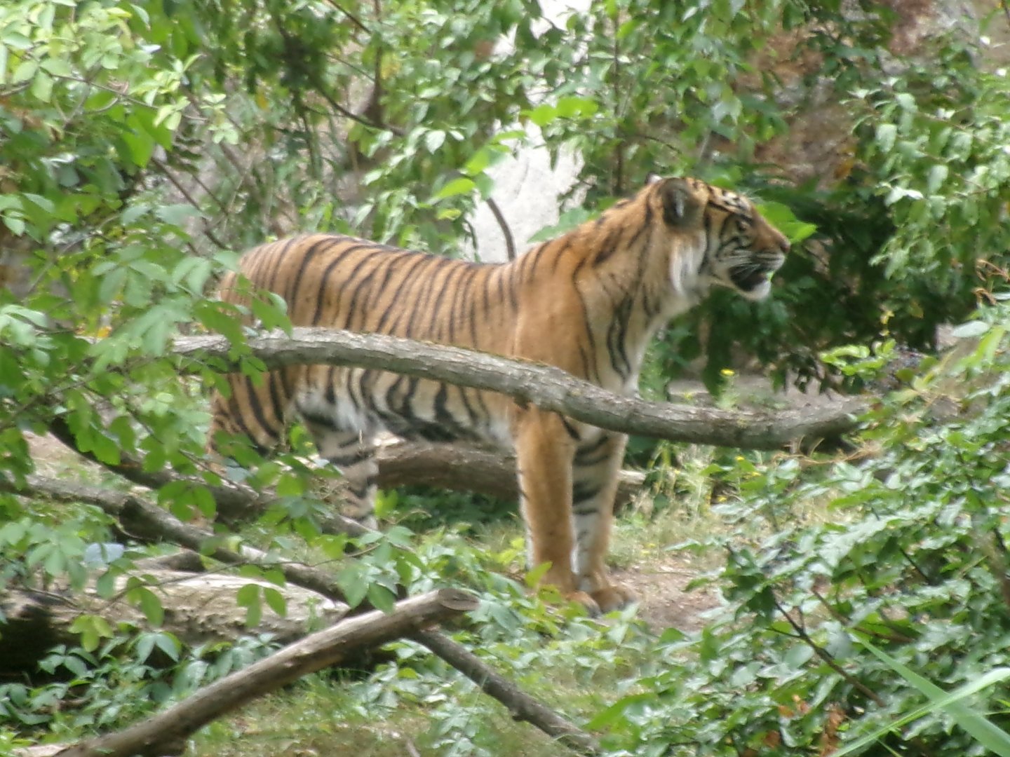 Sumatran tiger