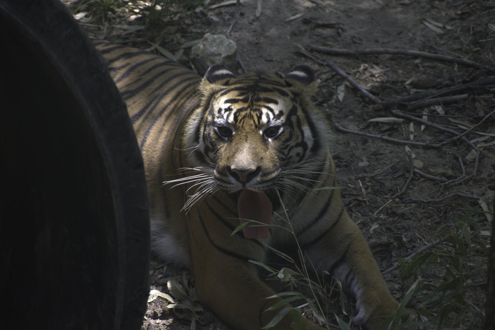 Sumatran Tiger