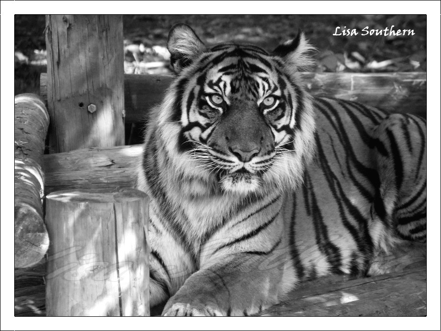 sumatran tiger