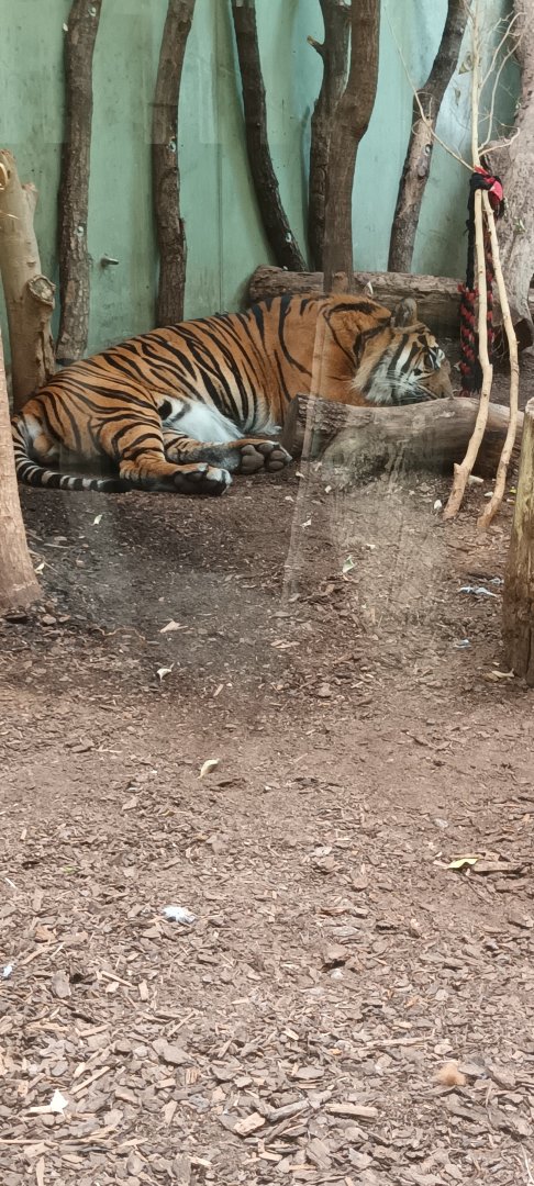 Sumatran Tiger
