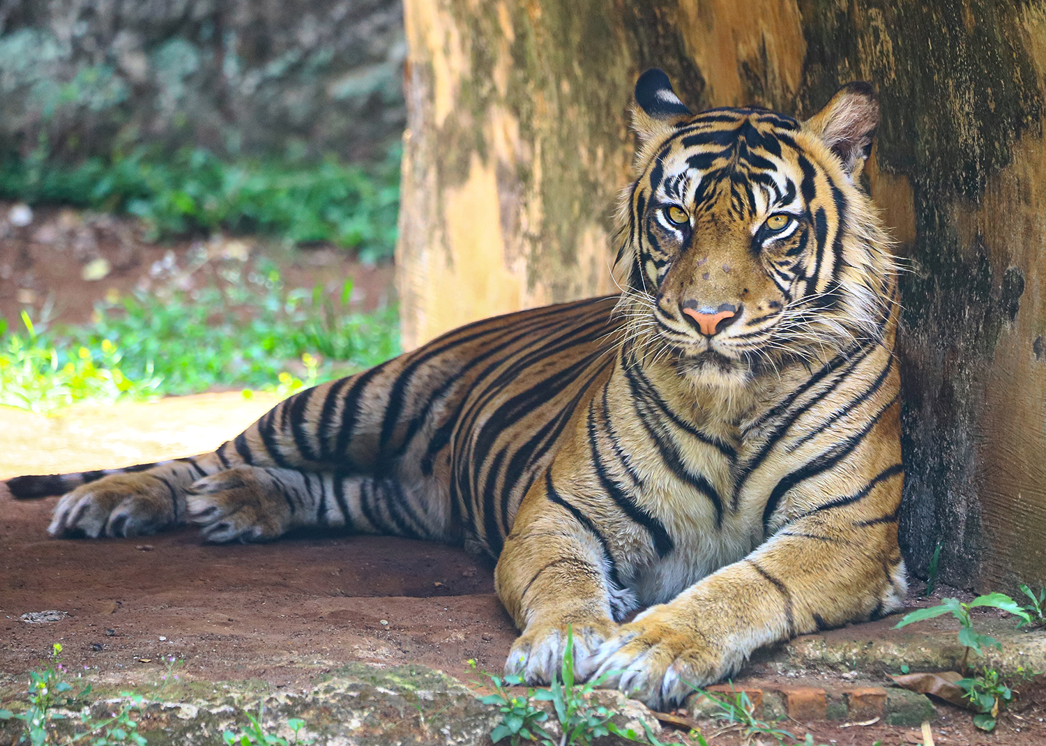 Sumatran tiger