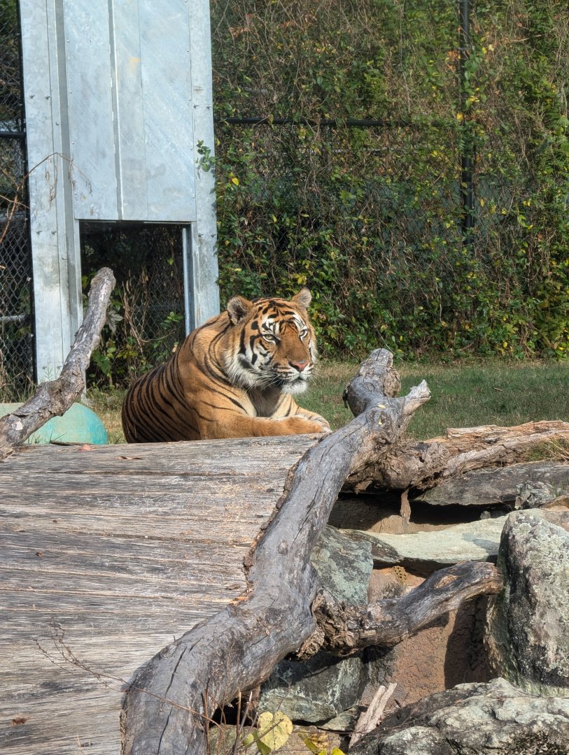 Sumatran Tiger