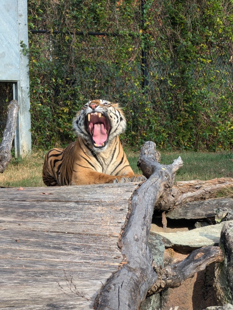 Sumatran Tiger