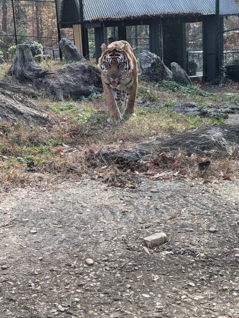 Sumatran Tiger