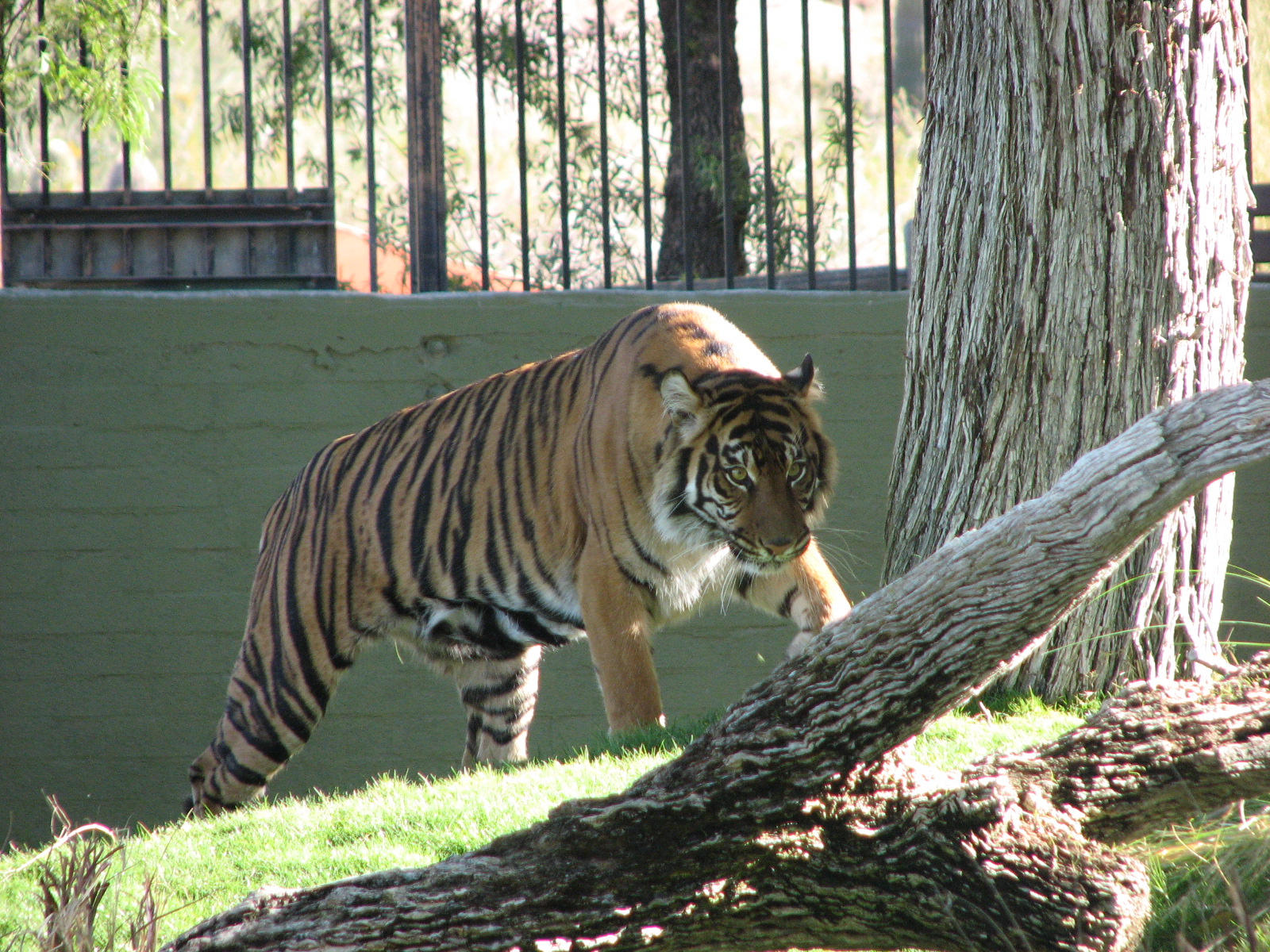 Sumatran Tiger