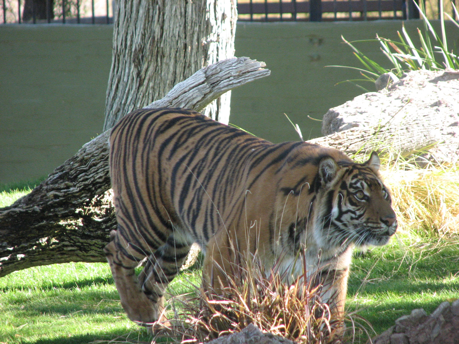 Sumatran Tiger