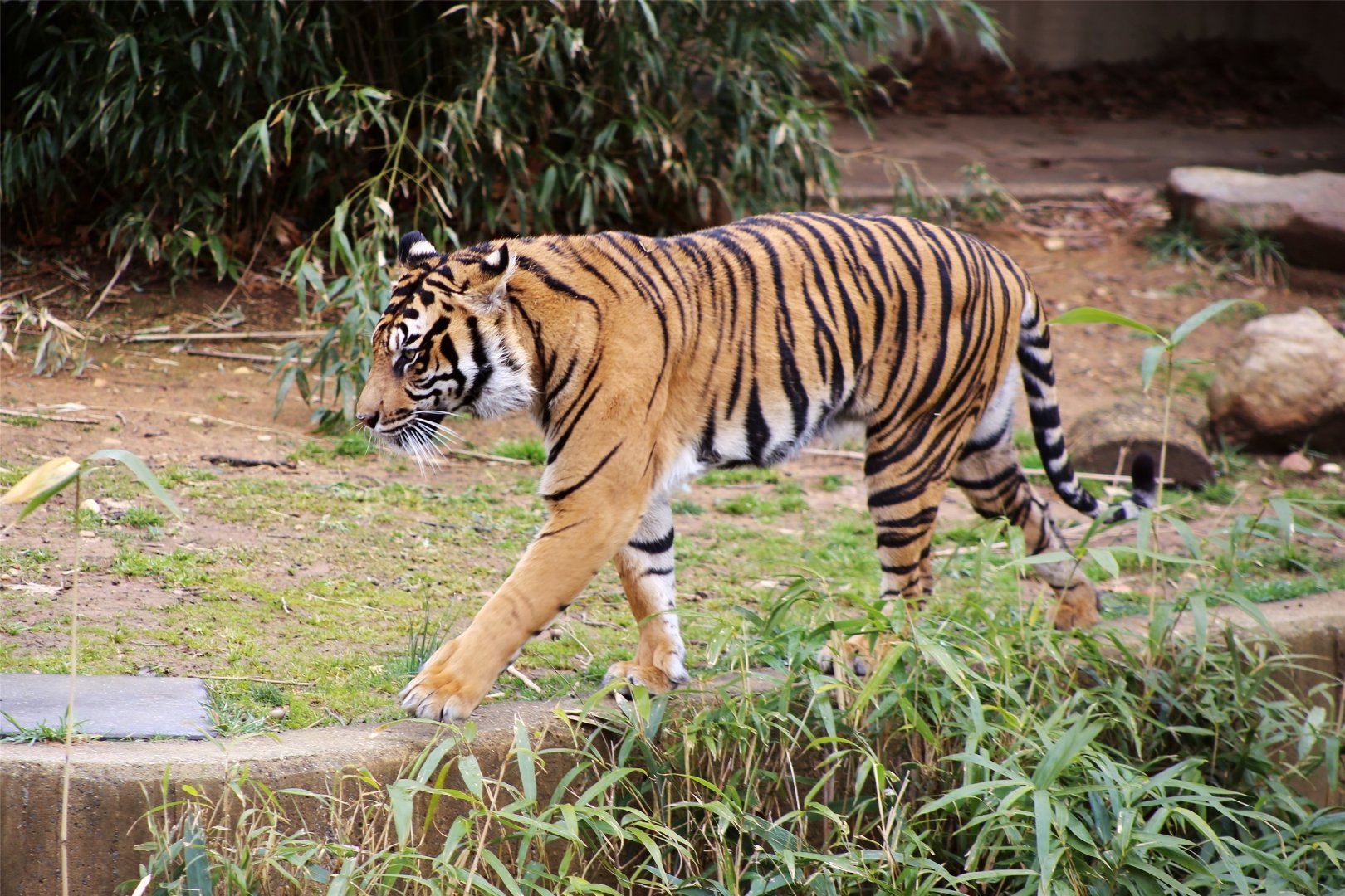Sumatran Tiger