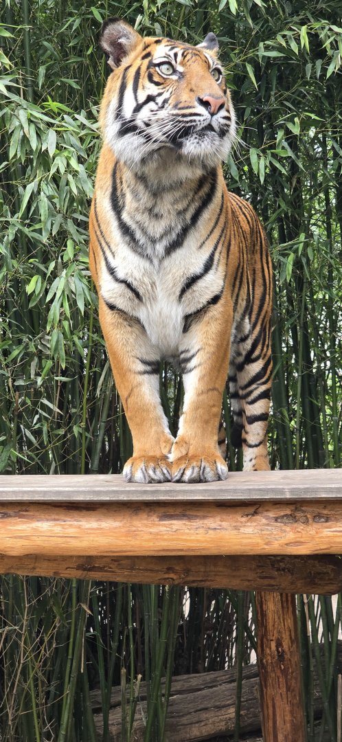 Sumatran tiger