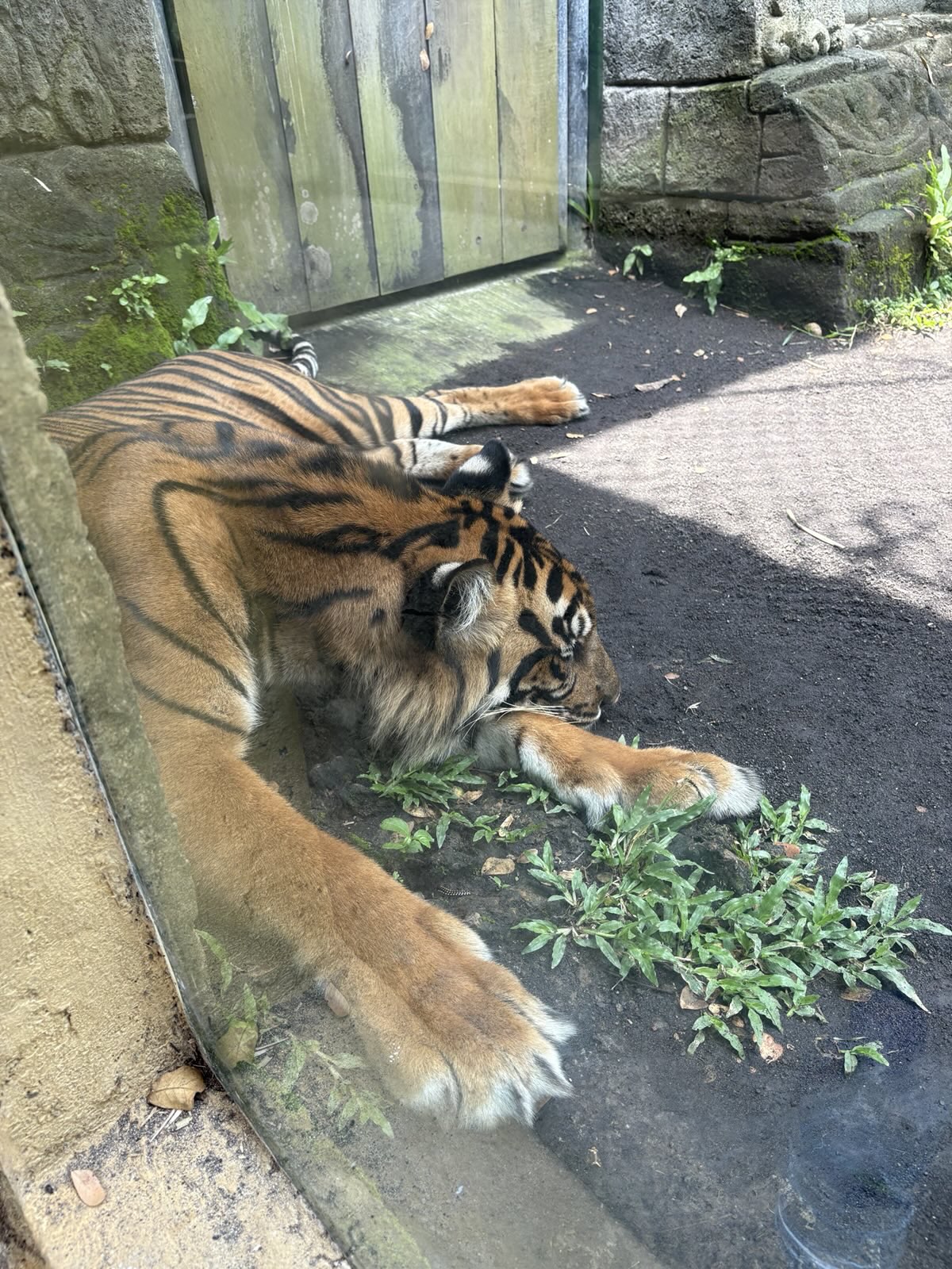 Sumatran Tiger