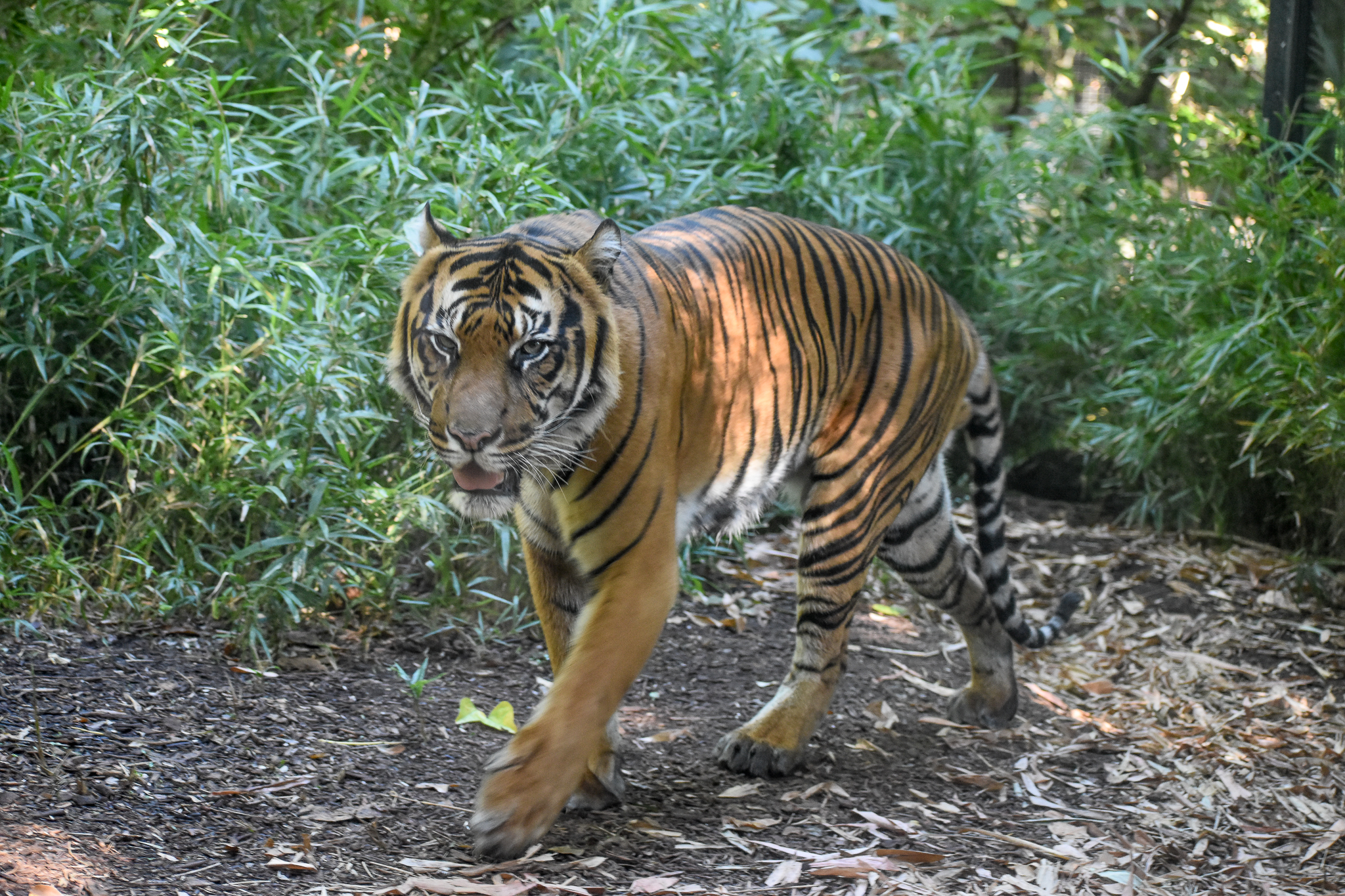 Sumatran Tiger
