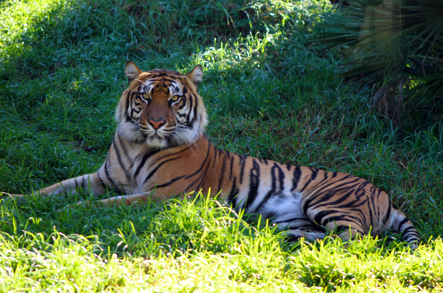 Sumatran Tiger