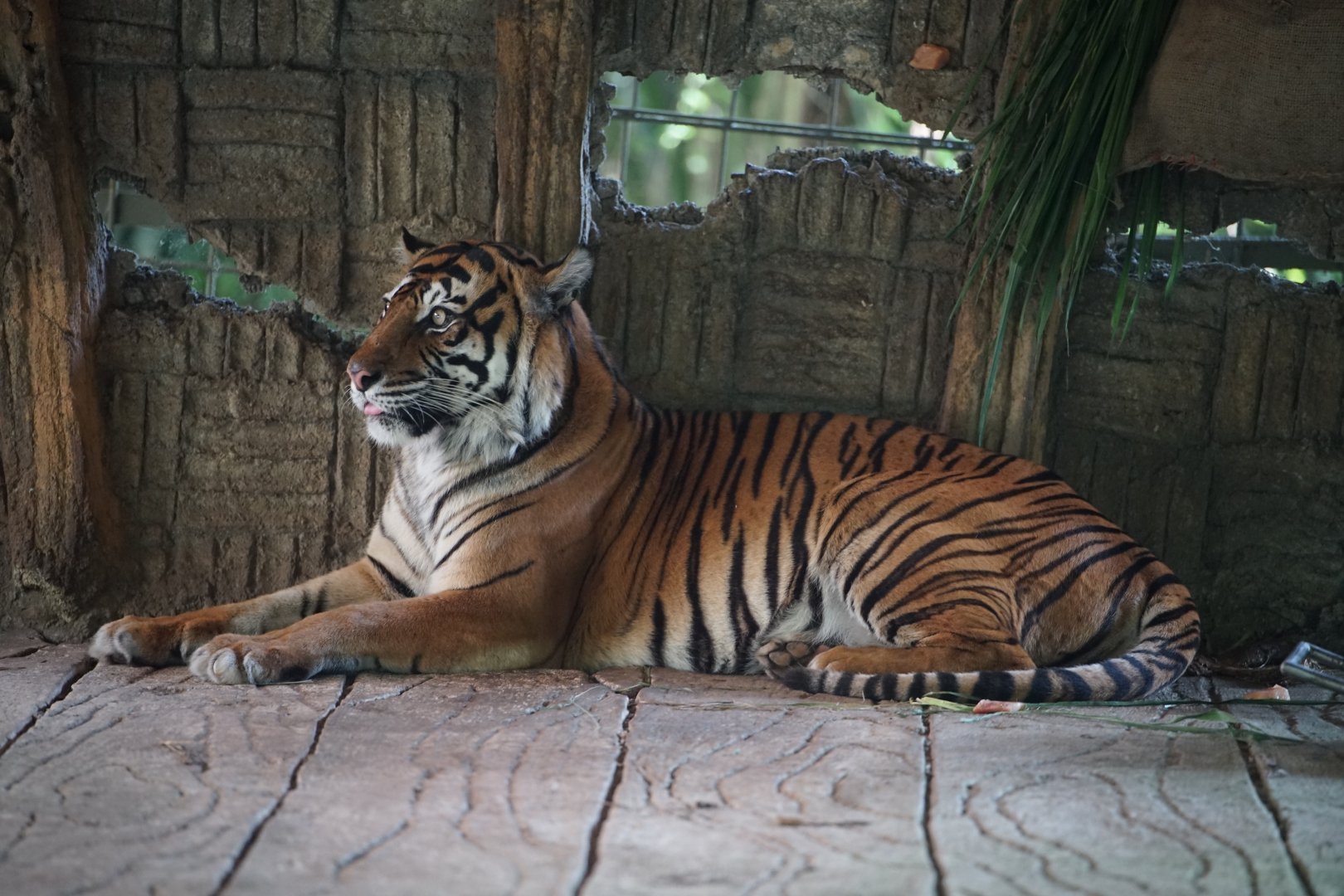 Sumatran Tiger