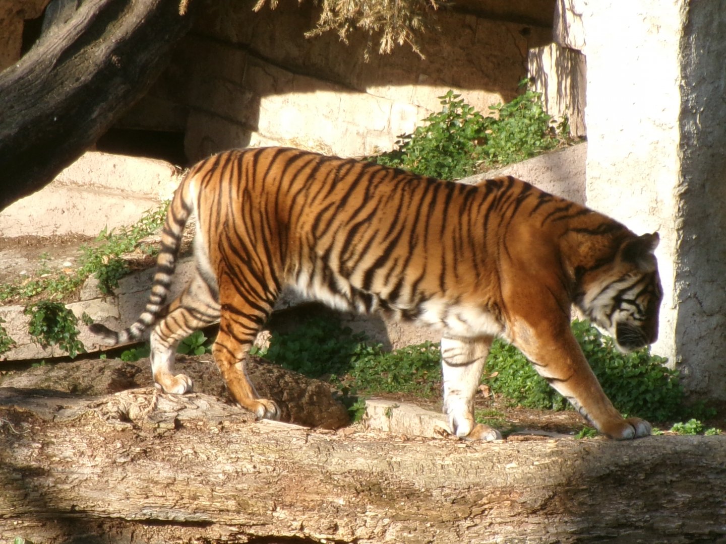 Sumatran tiger