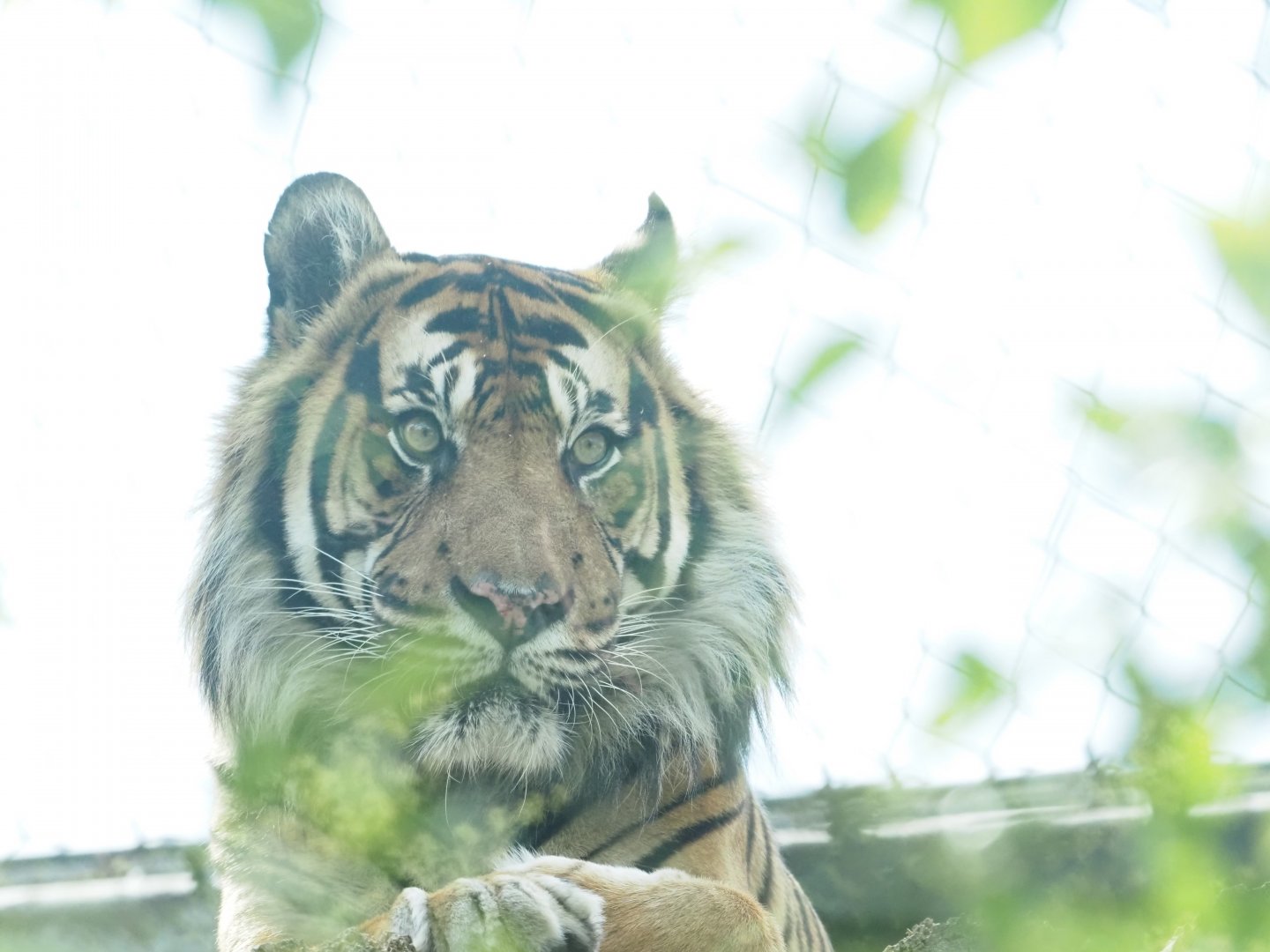 Sumatran Tiger