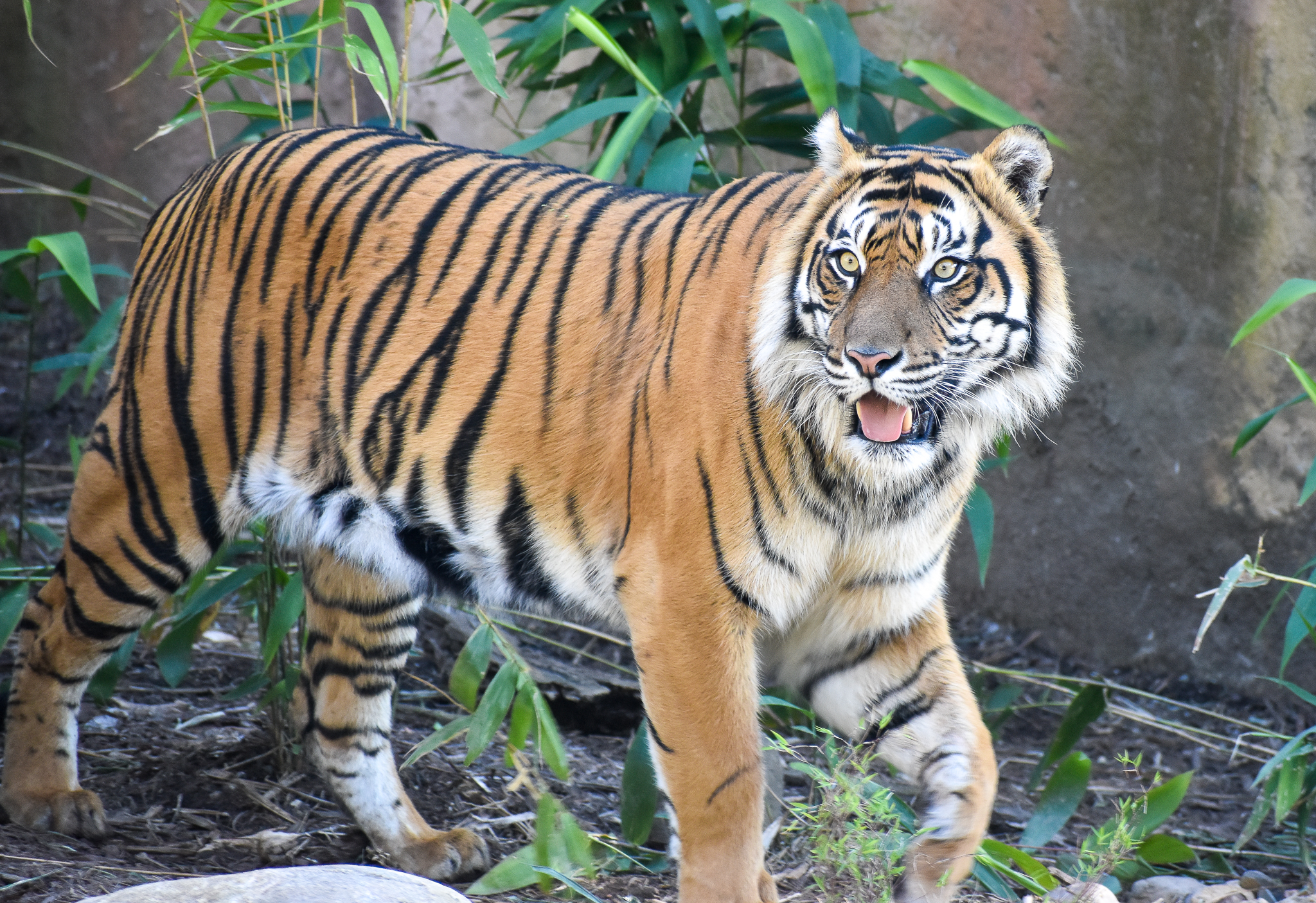 Sumatran Tiger