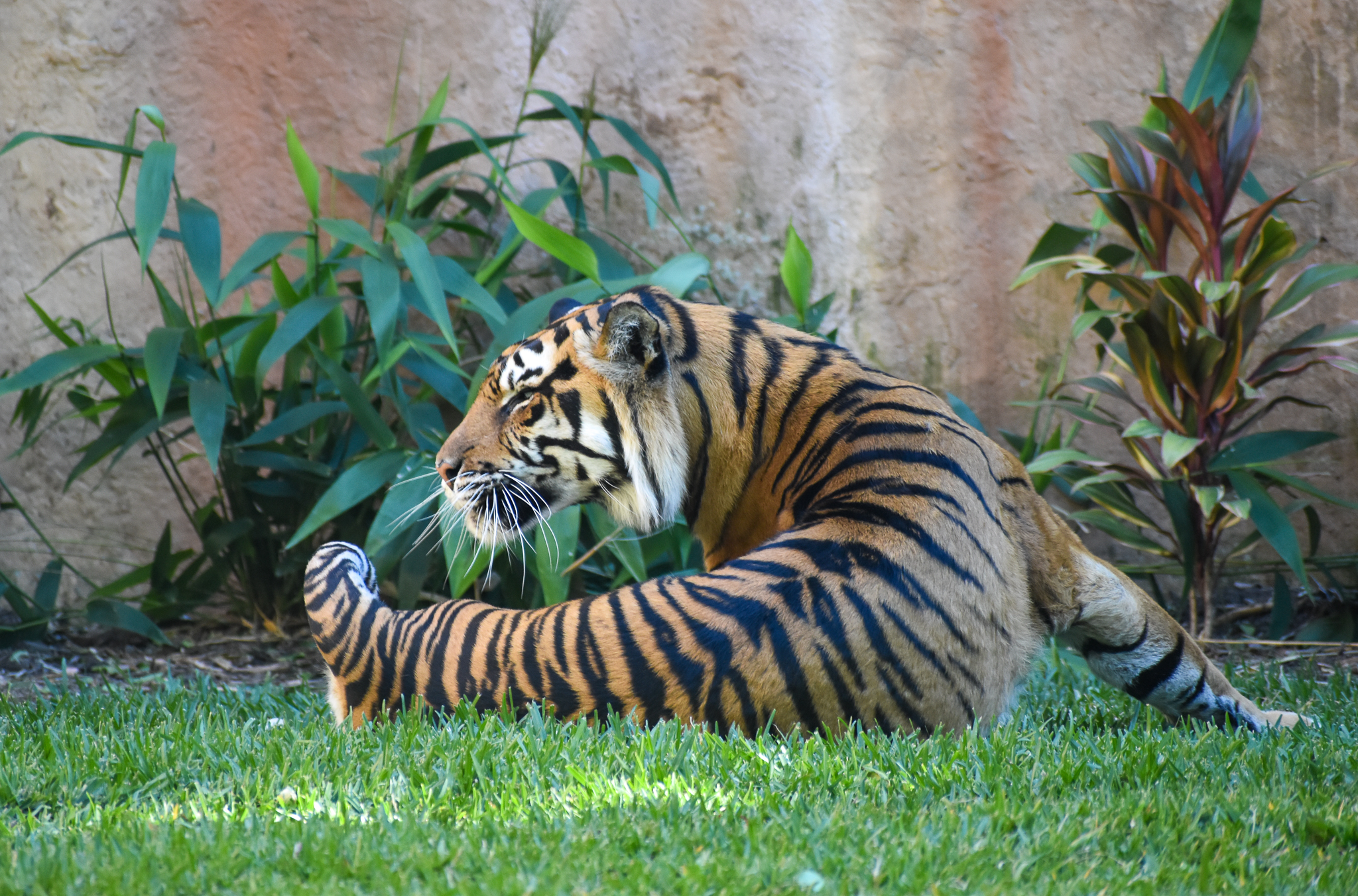 Sumatran Tiger