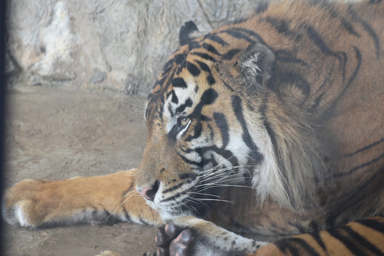 Sumatran Tiger