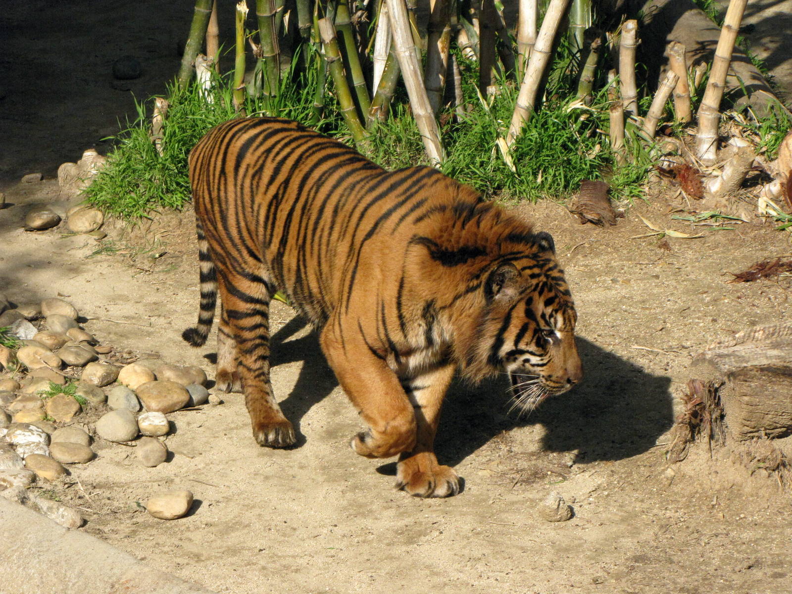 Sumatran Tiger