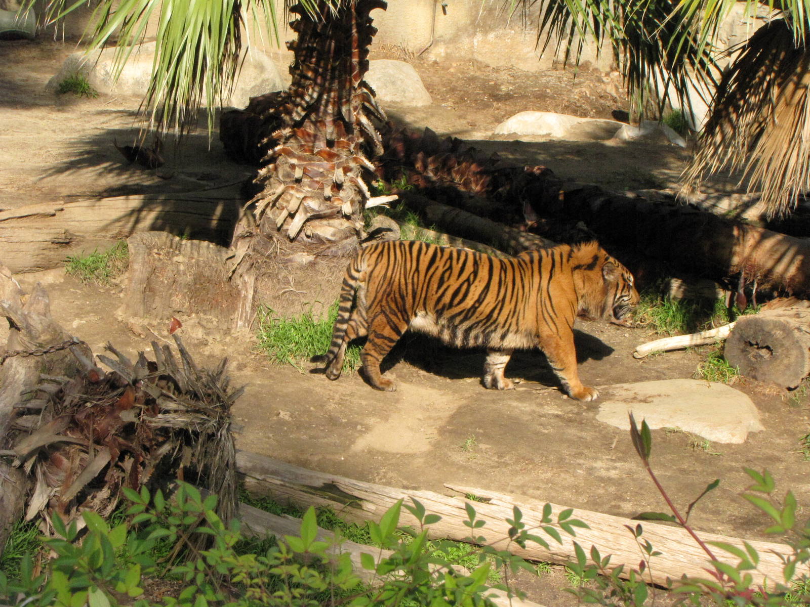 Sumatran Tiger