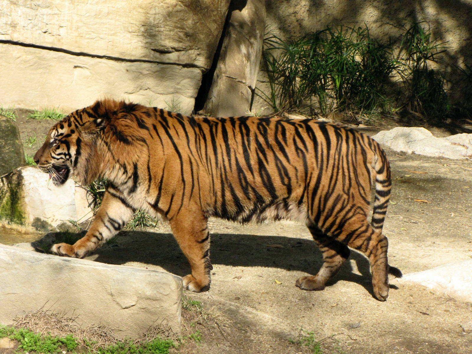 Sumatran Tiger