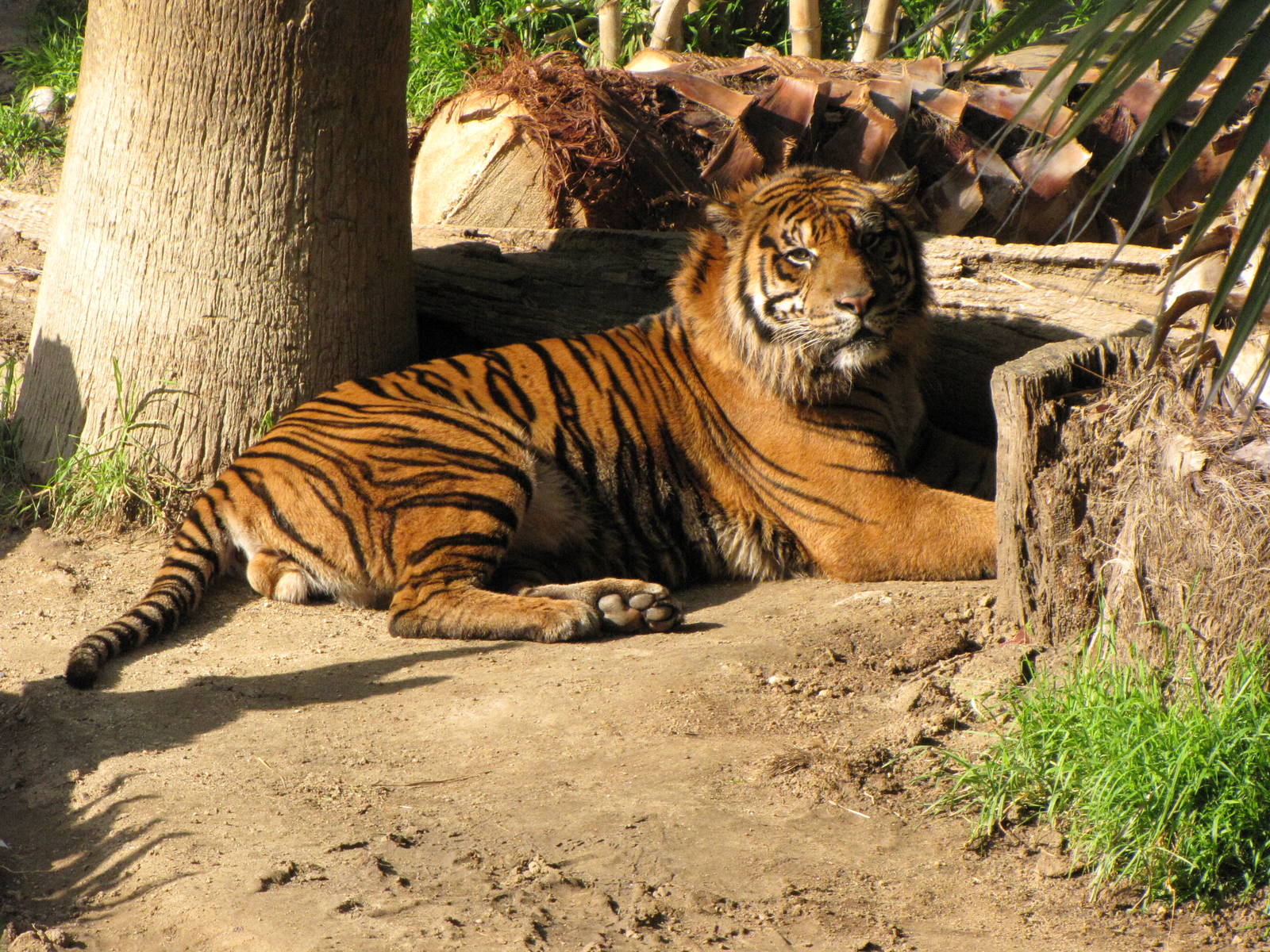 Sumatran Tiger