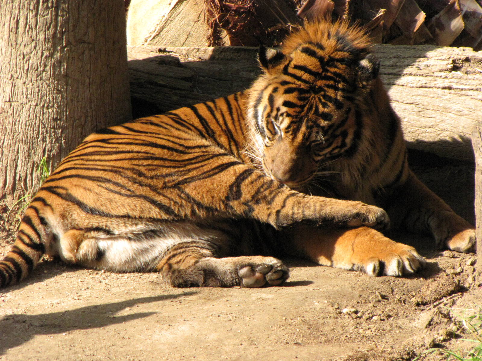 Sumatran Tiger