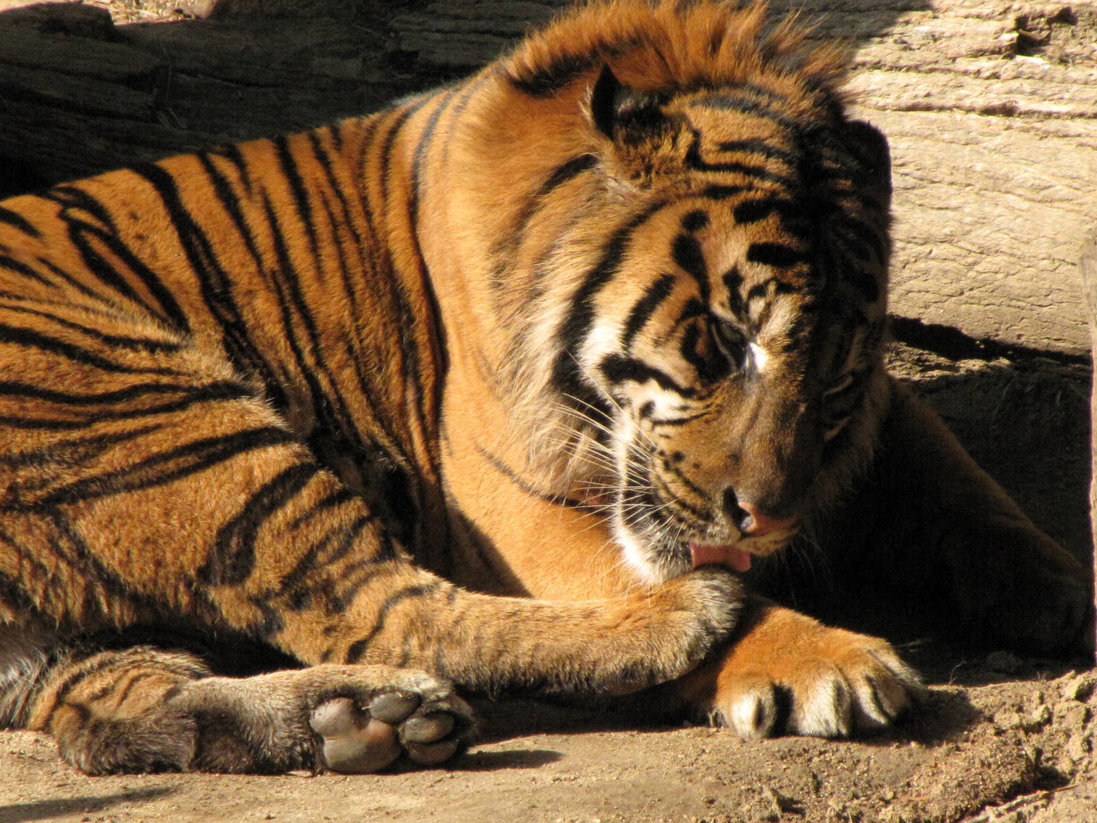 Sumatran Tiger