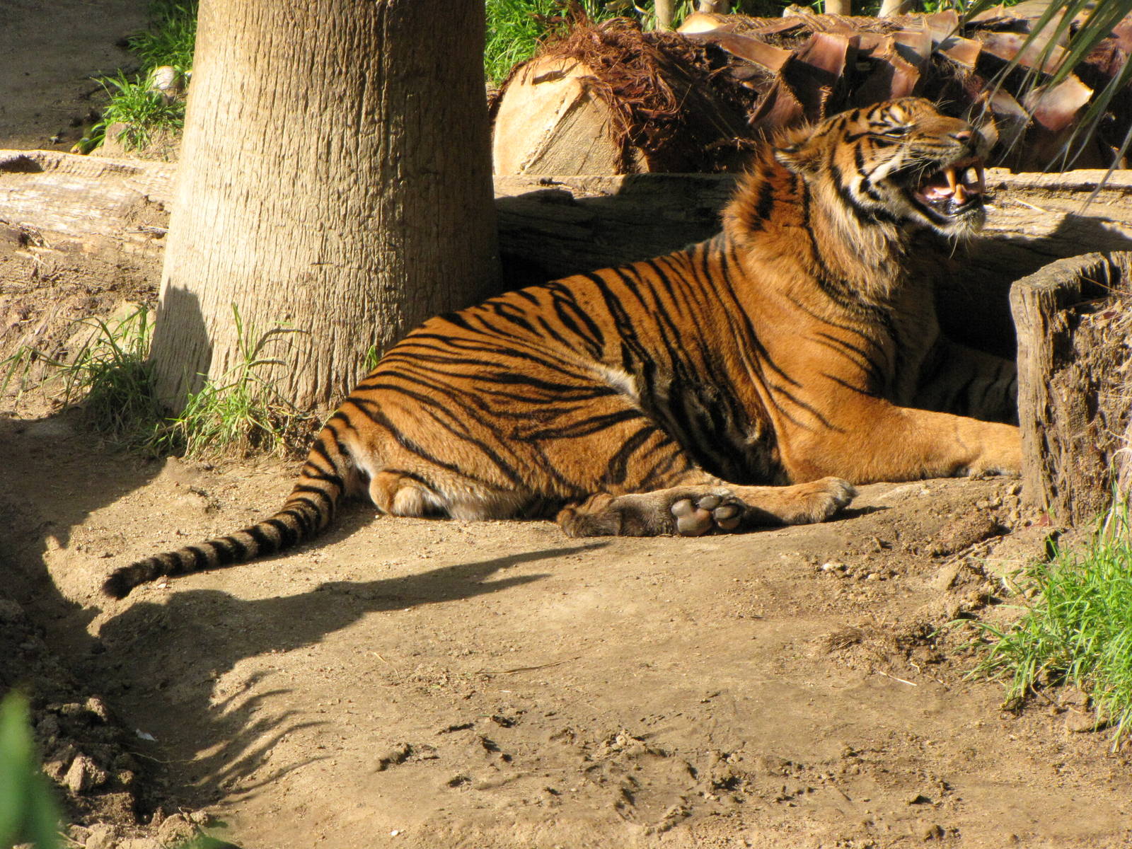 Sumatran Tiger