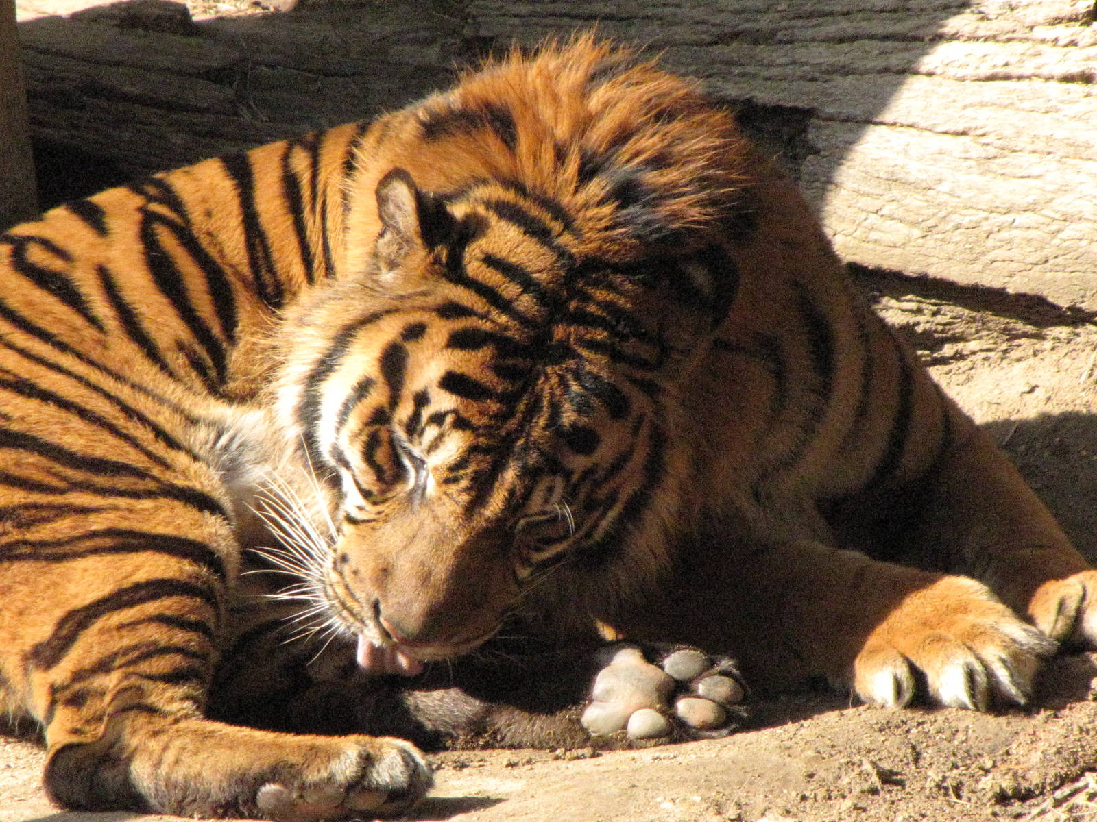 Sumatran Tiger
