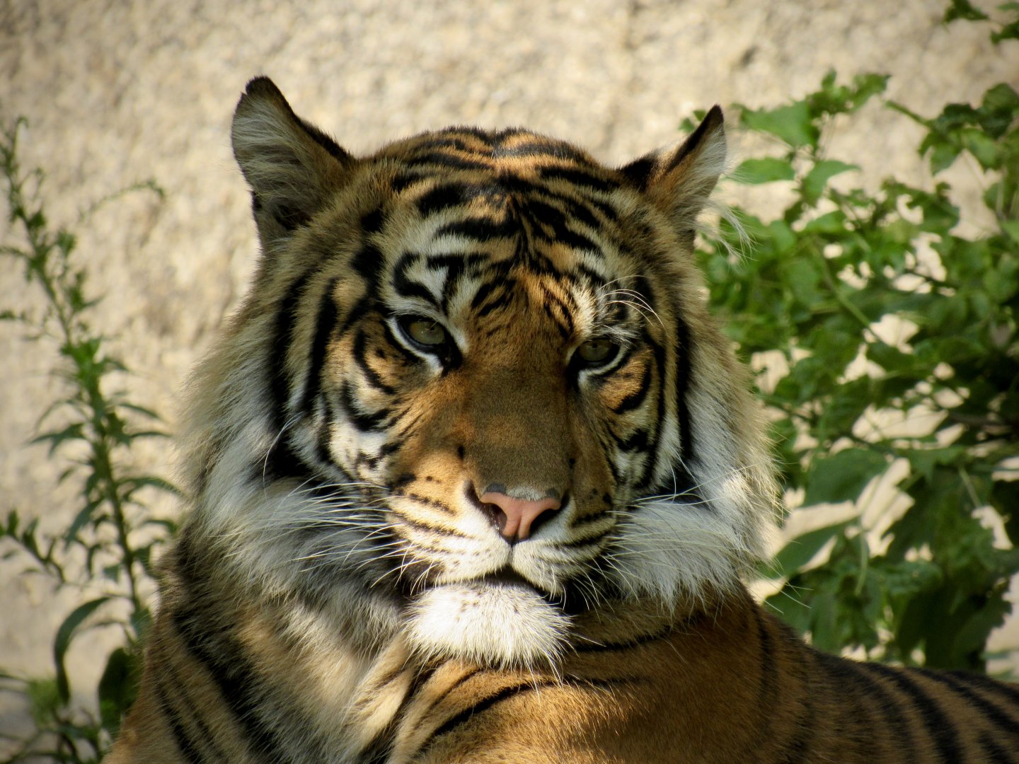 Sumatran tiger