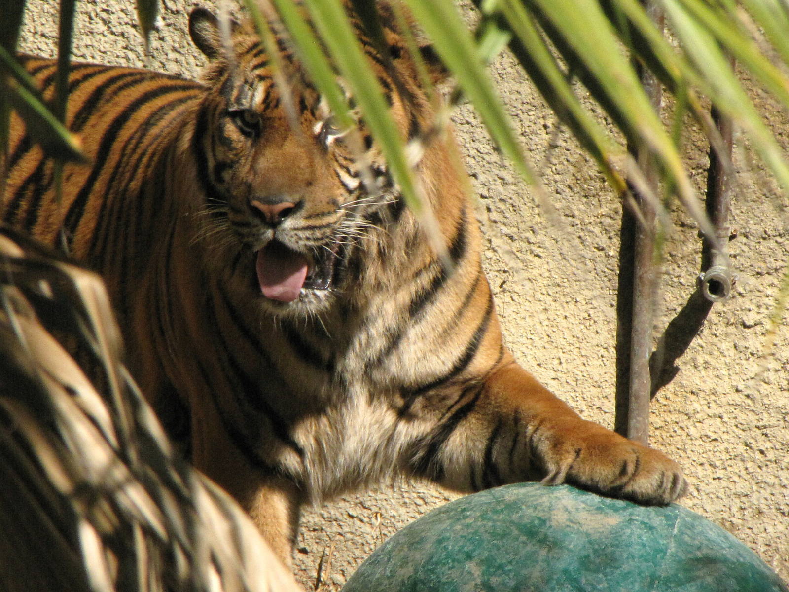 Sumatran Tiger