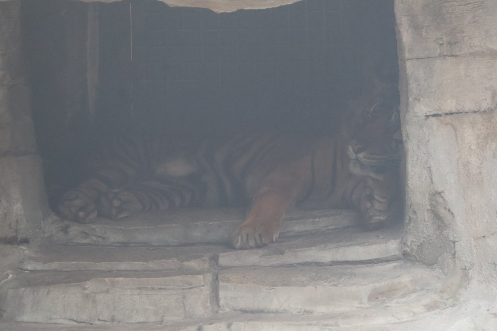 Sumatran tiger