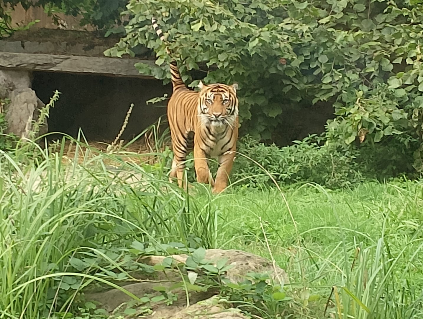 Sumatran tiger