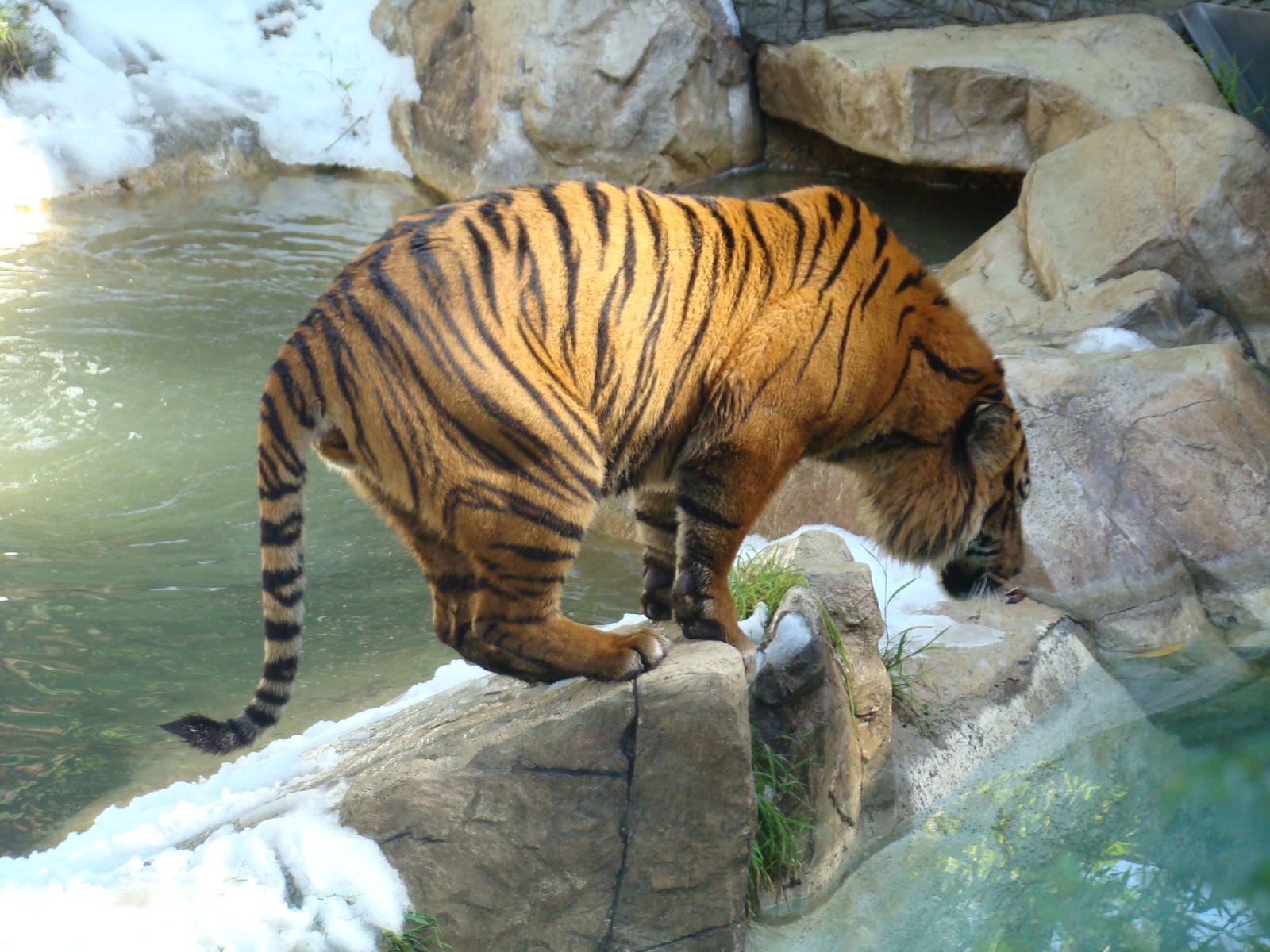 Sumatran Tiger