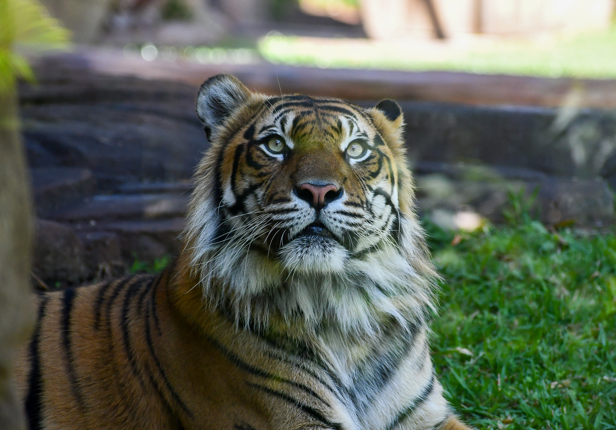 Sumatran Tiger