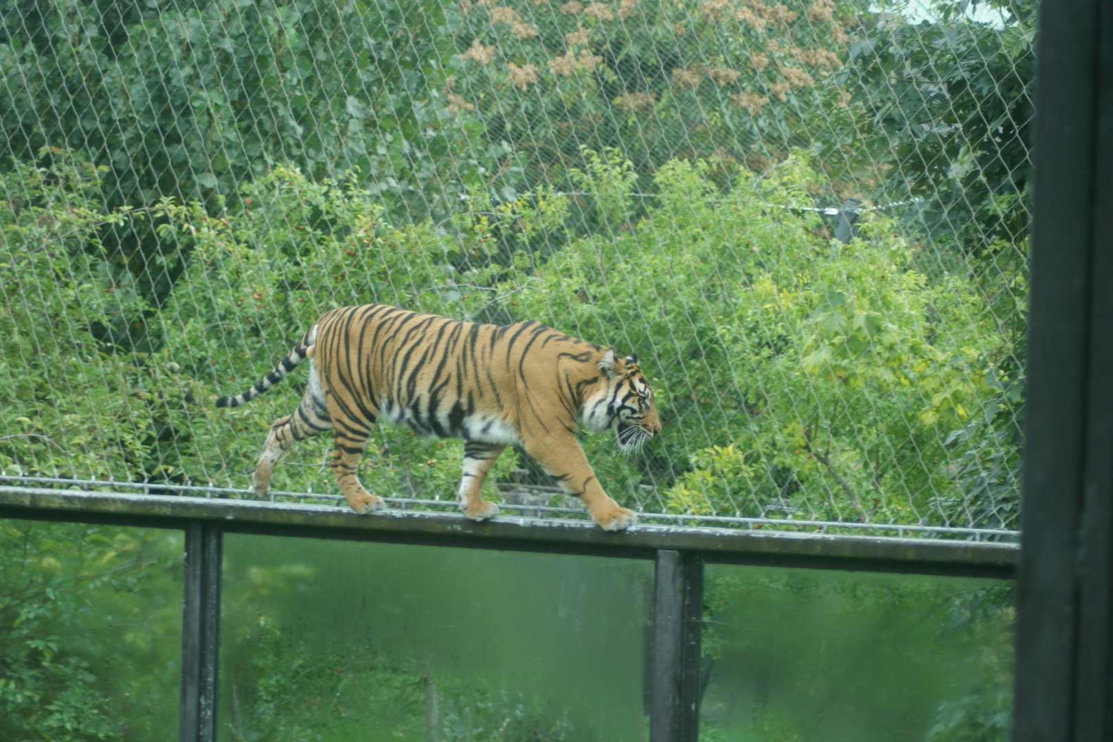 Sumatran Tiger